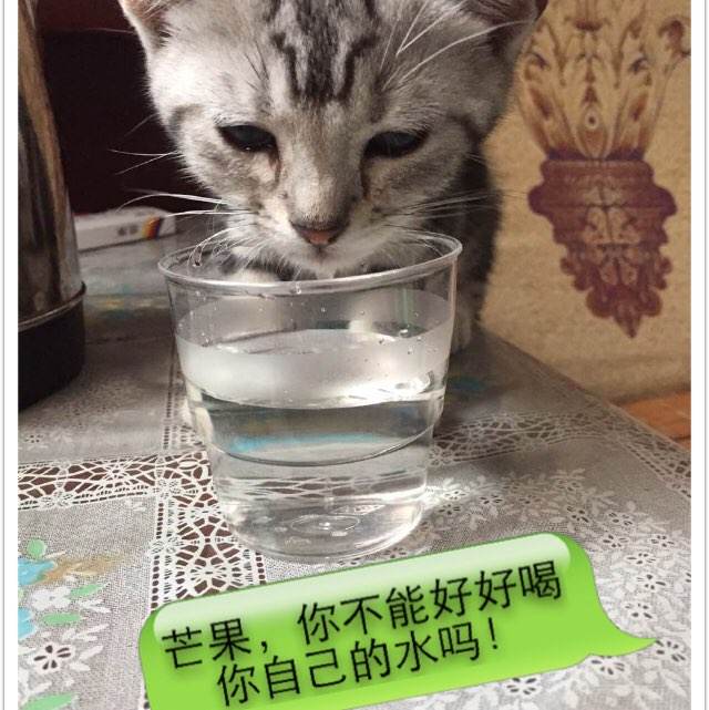 买个假的阿拉巴马州立大学文凭毕业证